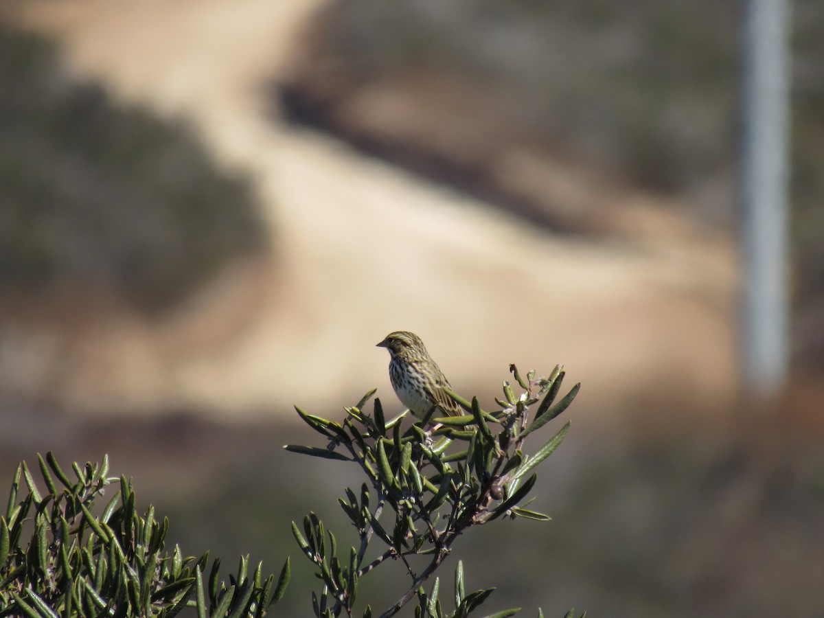 Savannah Sparrow - ML181133251