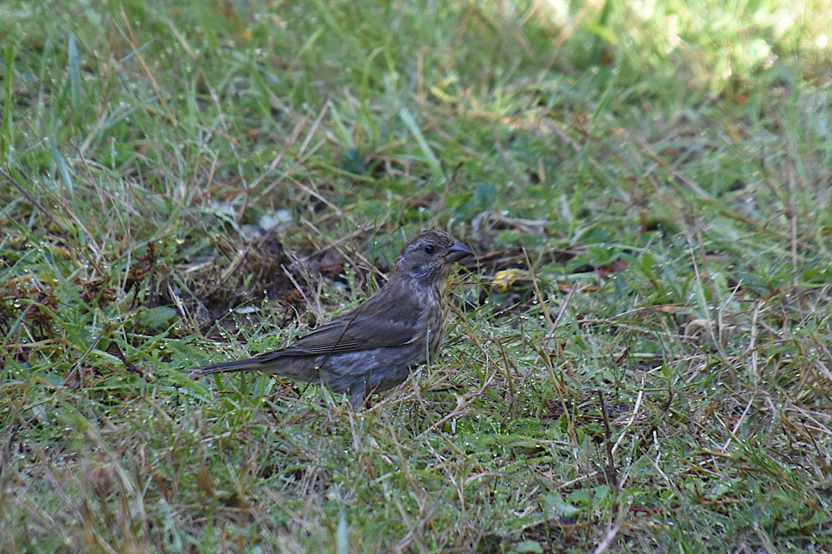 Roselin pourpré (californicus) - ML181133261