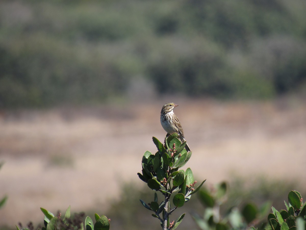 Savannah Sparrow - ML181133321