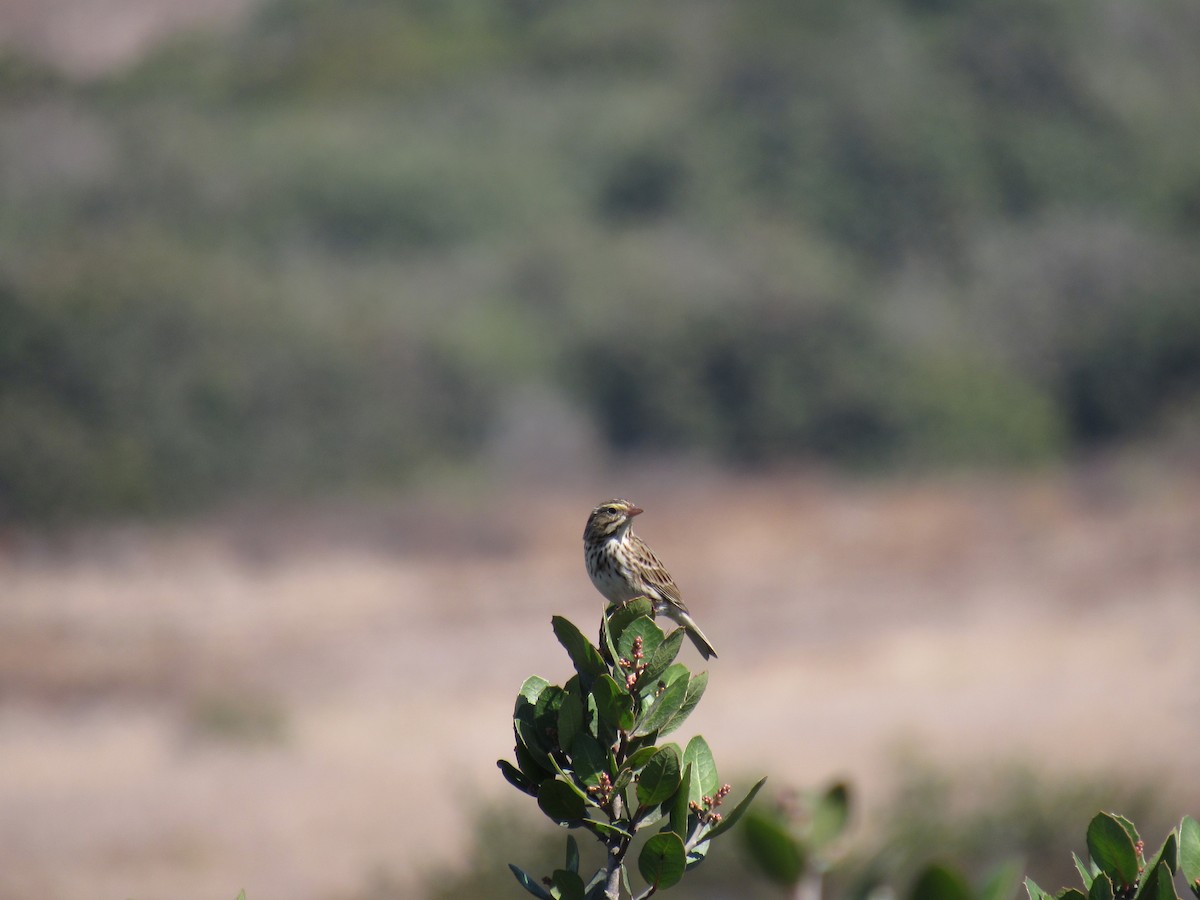 Savannah Sparrow - ML181133401