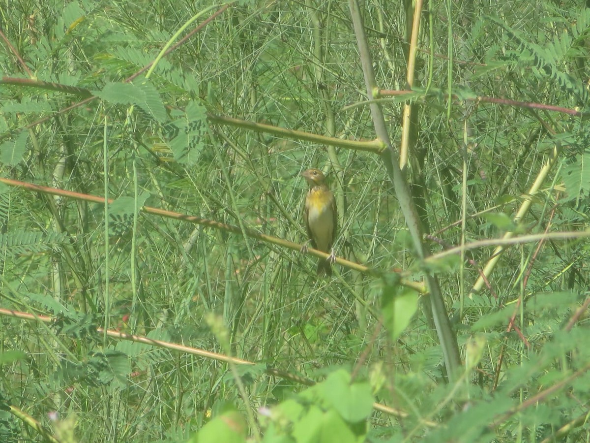 Dickcissel - ML181133441