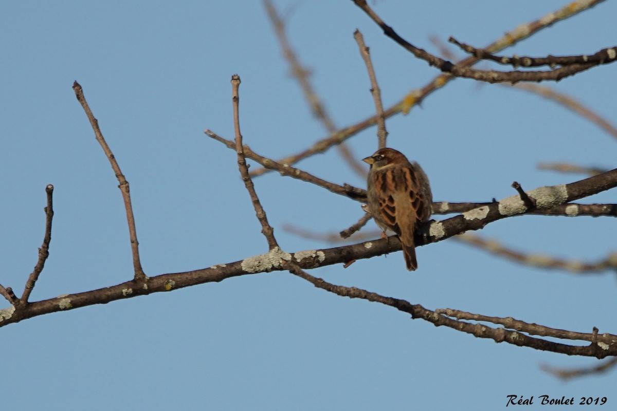 Etxe-txolarrea - ML181134771