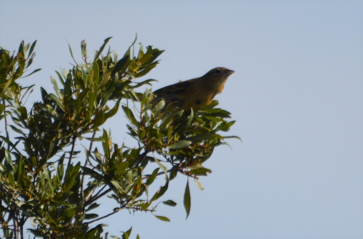 Bobolink - ML181134931