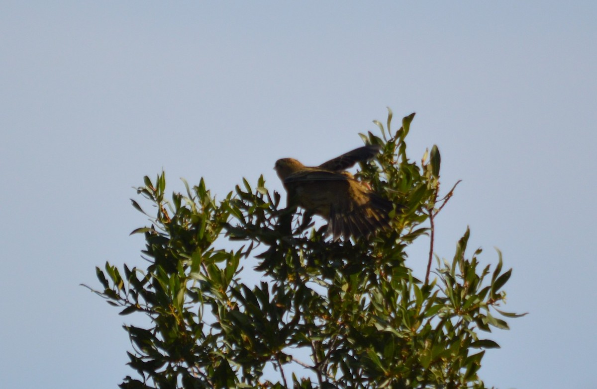 Bobolink - ML181134941