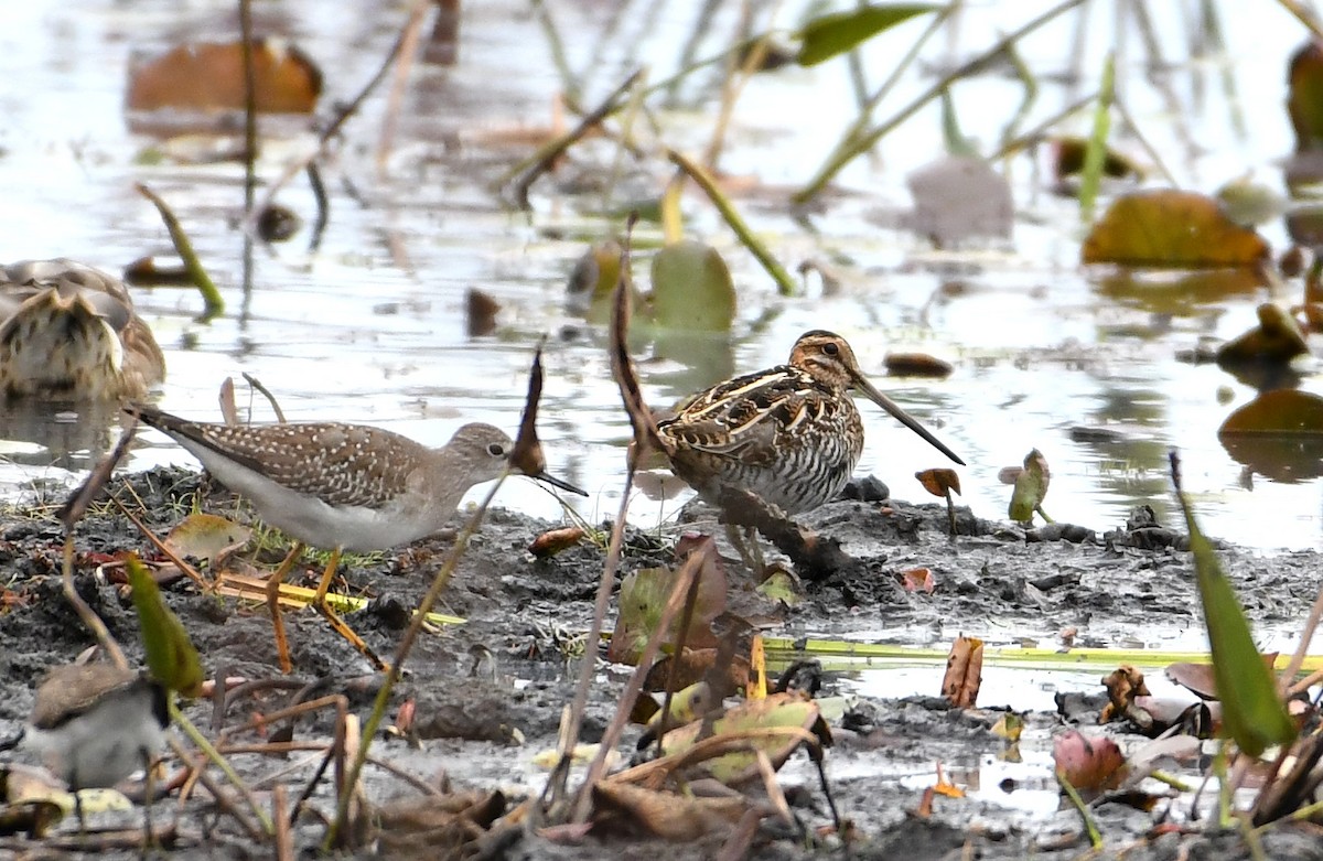 Wilson's Snipe - Maria Loukeris