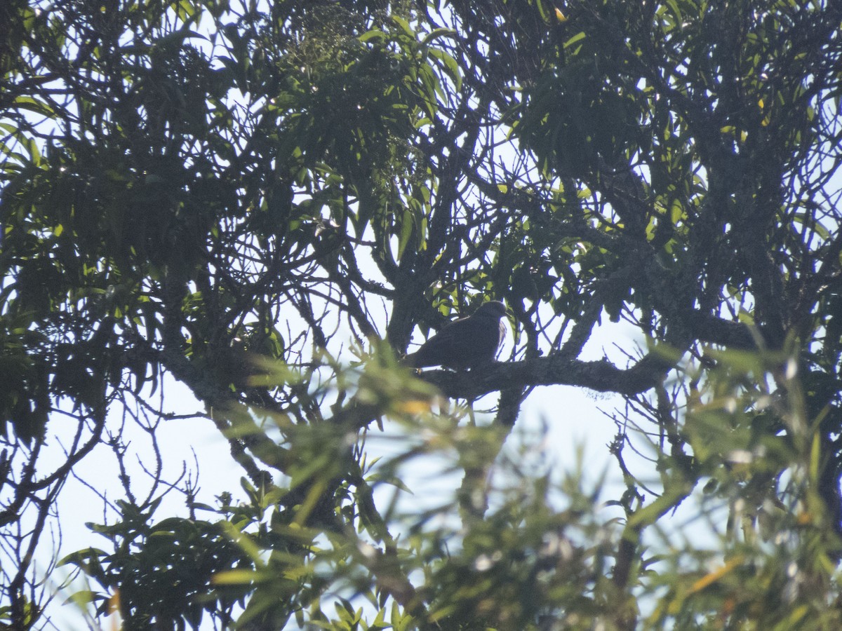 Dusky Turtle-Dove - ML181140521