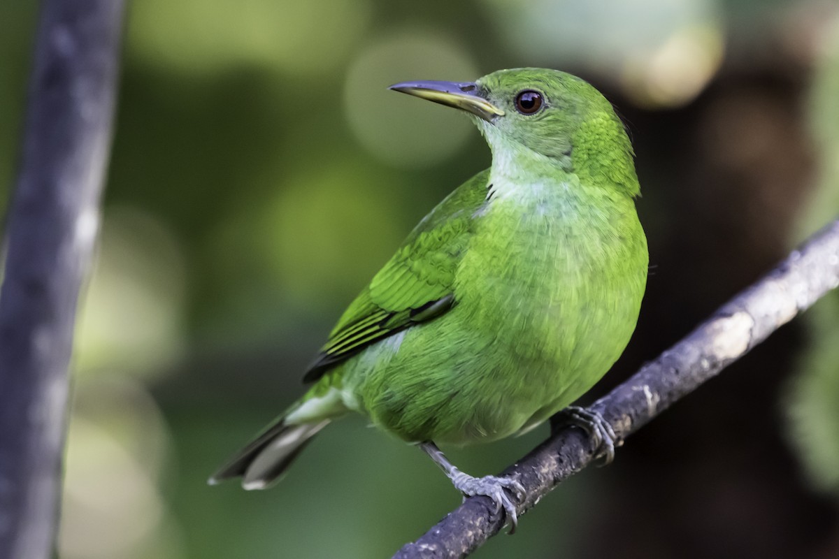 Mielerito Verde - ML181142841