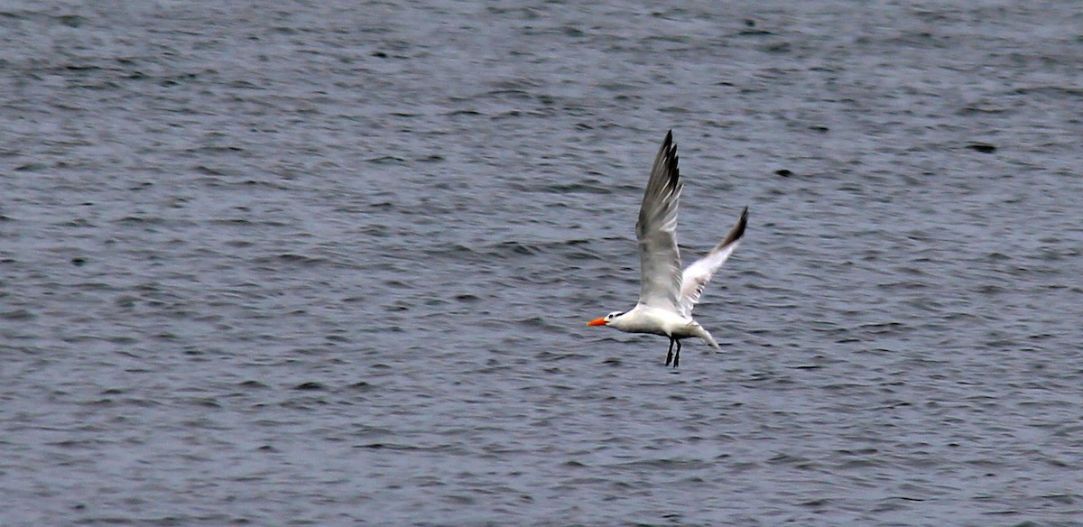 Royal Tern - ML181143301