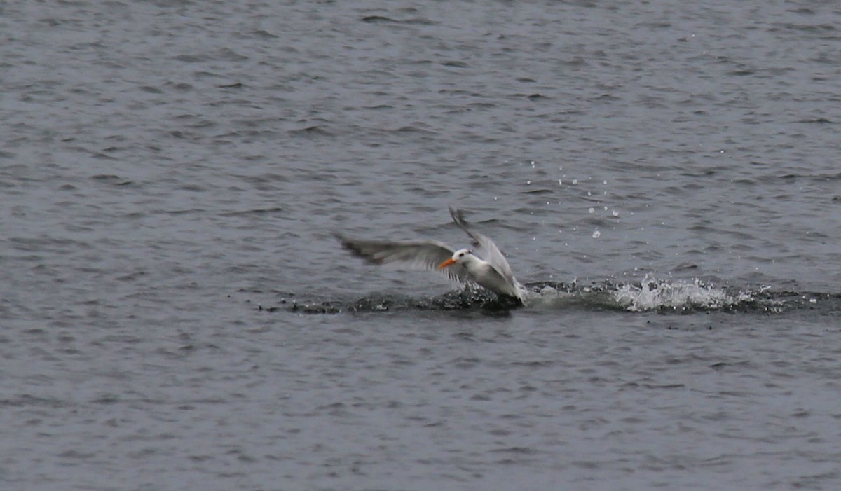Royal Tern - ML181143321