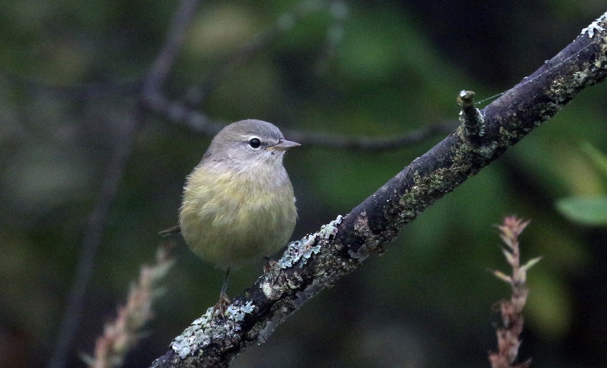 Orange-crowned Warbler (Gray-headed) - ML181145391