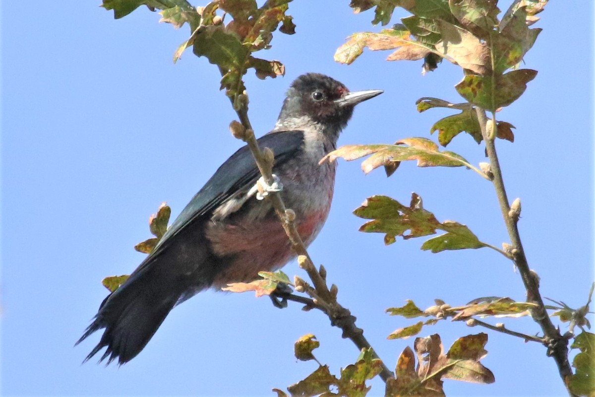 Lewis's Woodpecker - ML181145581