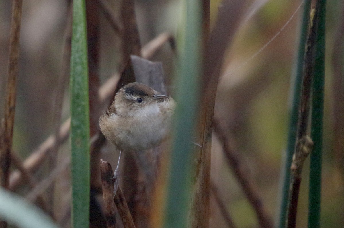 ハシナガヌマミソサザイ（palustris グループ） - ML181145591