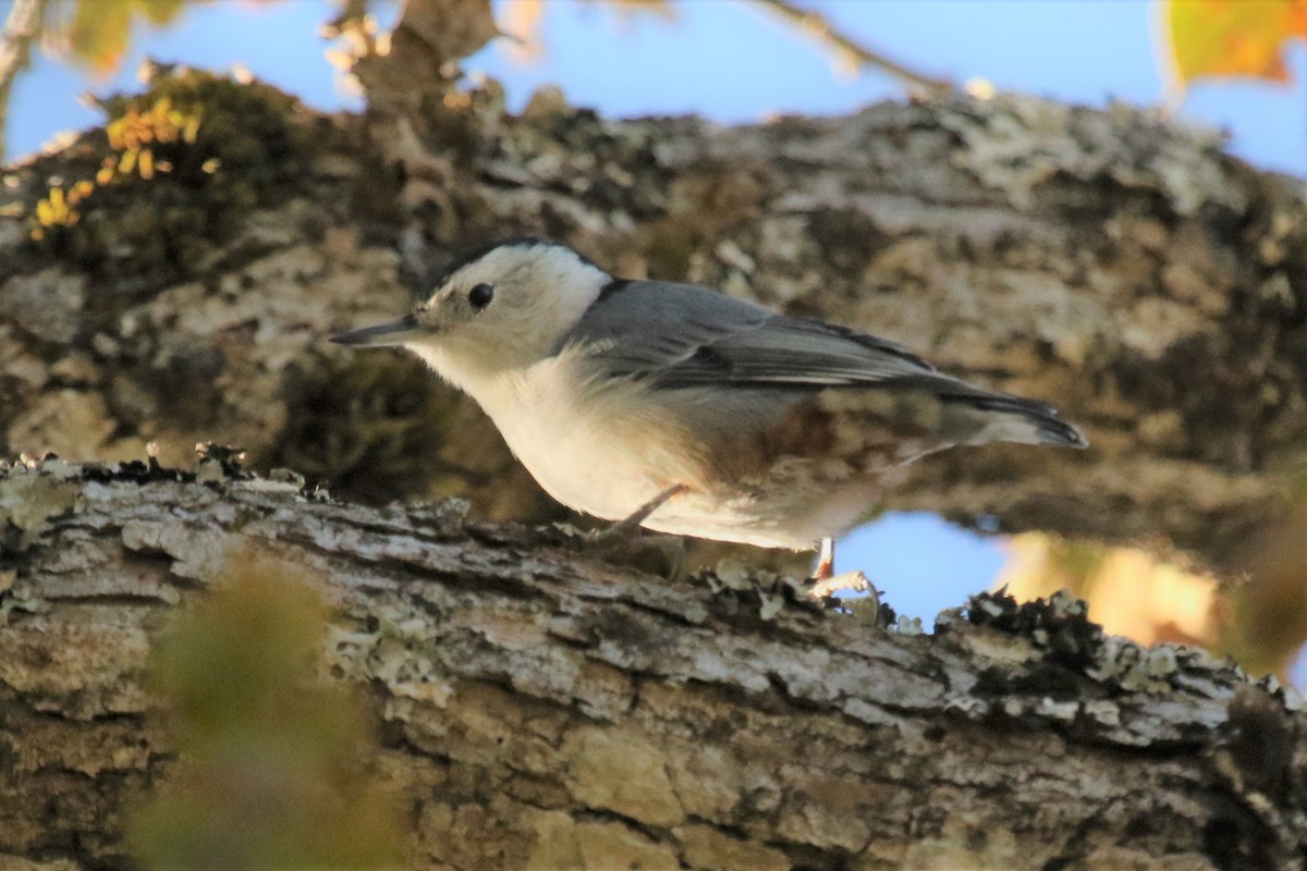 White-breasted Nuthatch - ML181145751