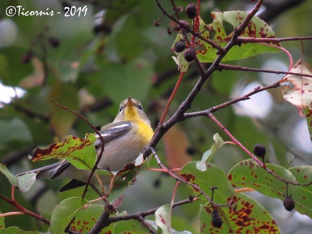 Northern Parula - ML181146731