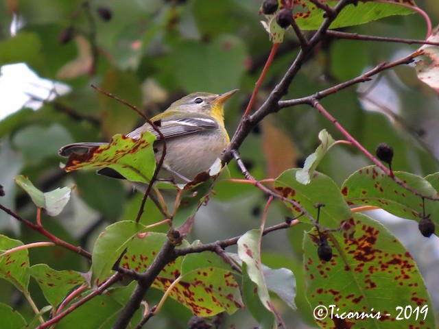 Northern Parula - ML181146741