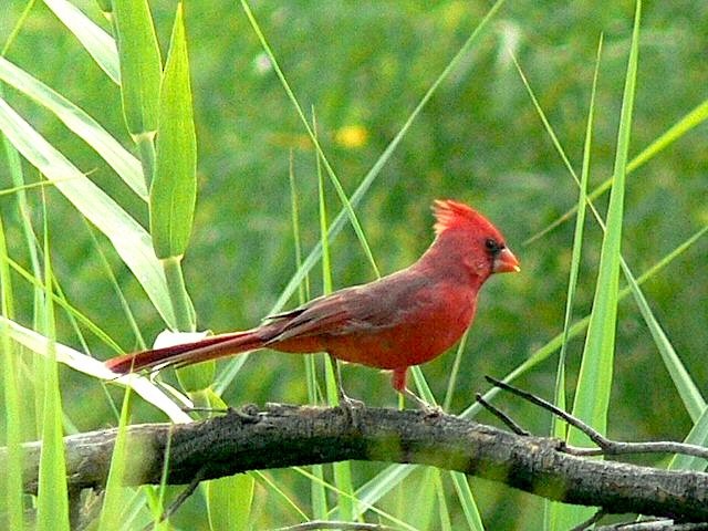 Cardinal rouge - ML181147101