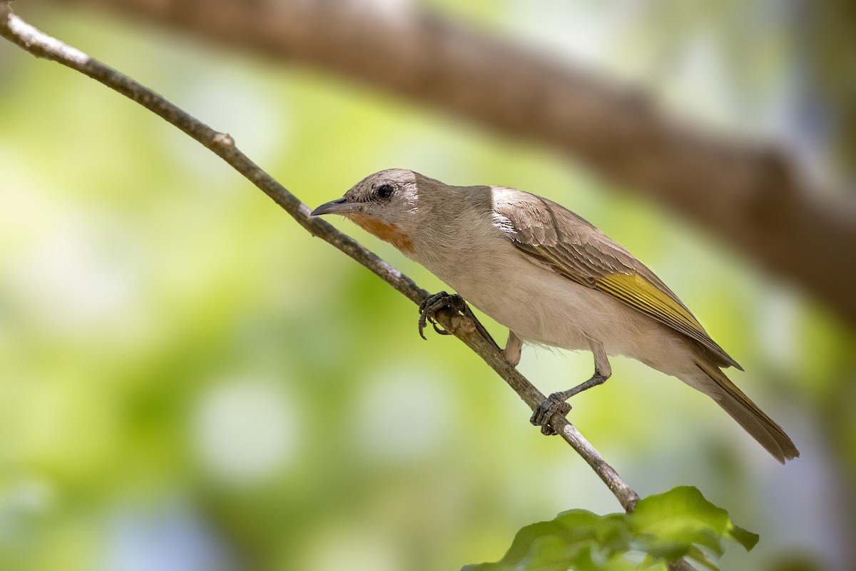 Rufous-throated Honeyeater - ML181147701