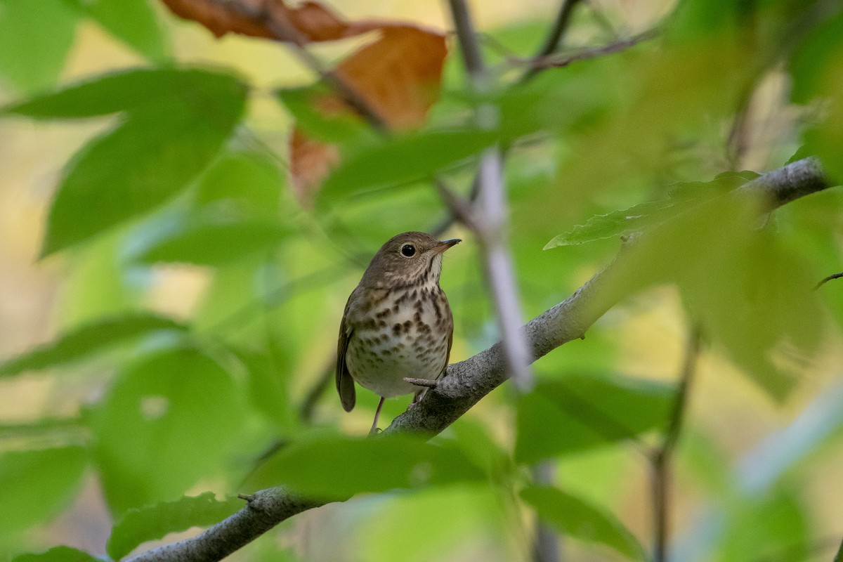 Hermit Thrush - ML181149001