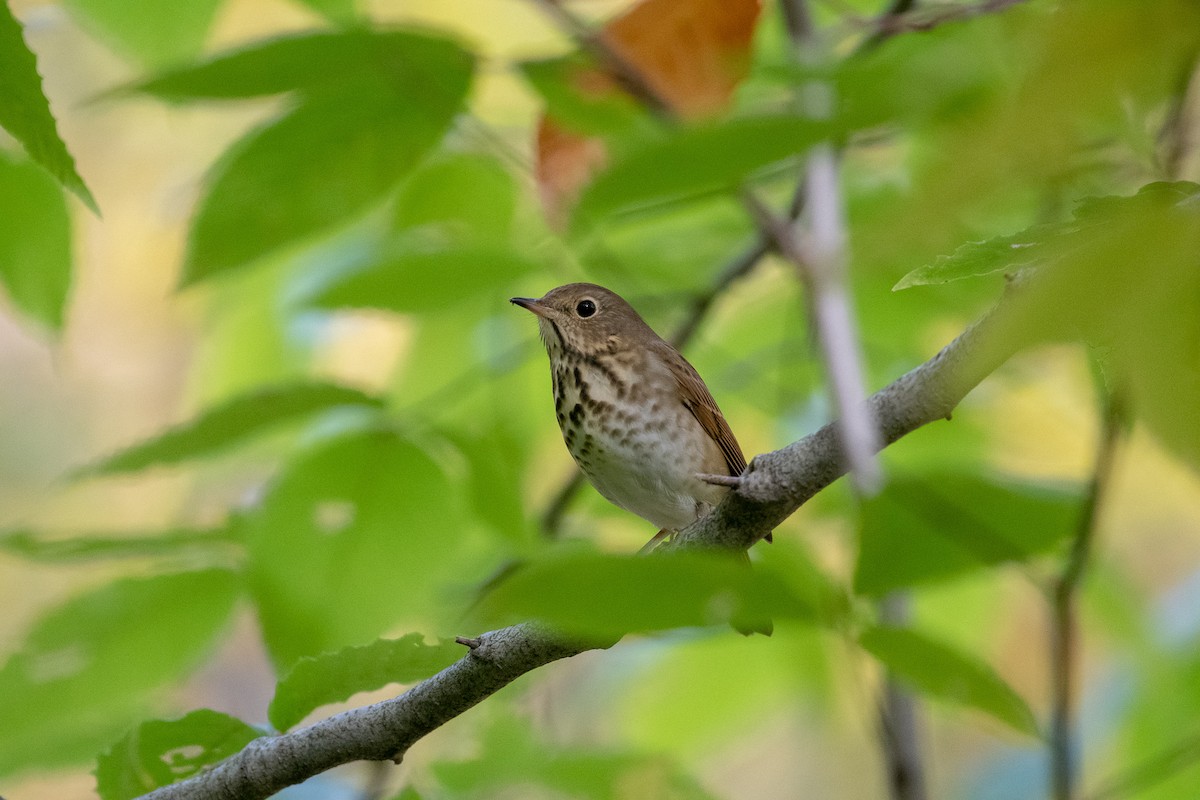 Hermit Thrush - ML181149011