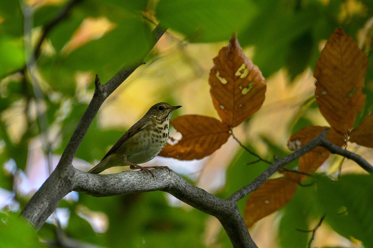 Hermit Thrush - ML181149021