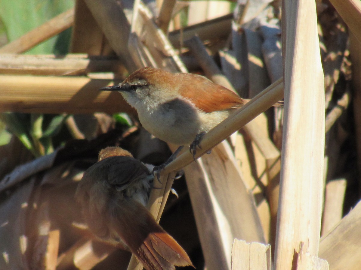 Yellow-chinned Spinetail - ML181149211