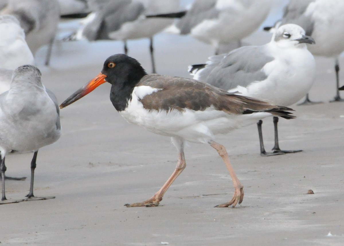 American Oystercatcher - ML181149701