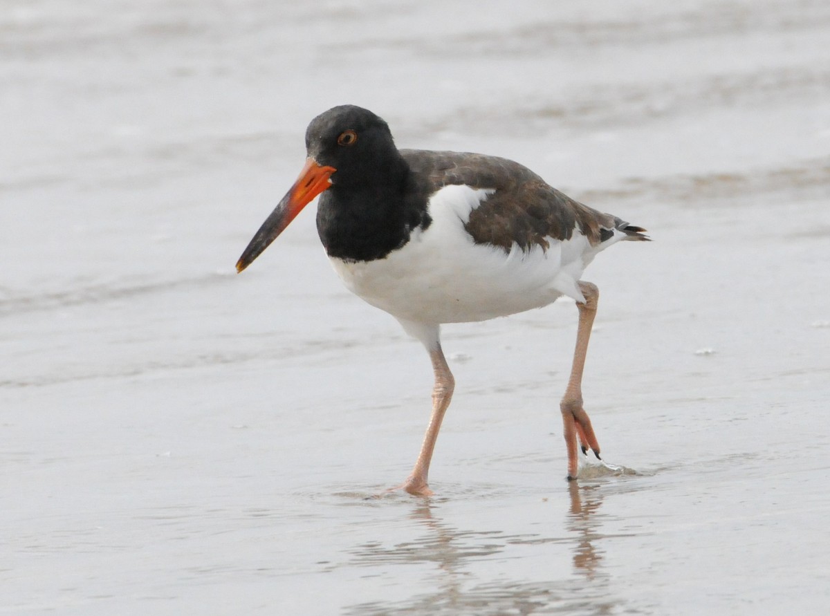 American Oystercatcher - ML181149861