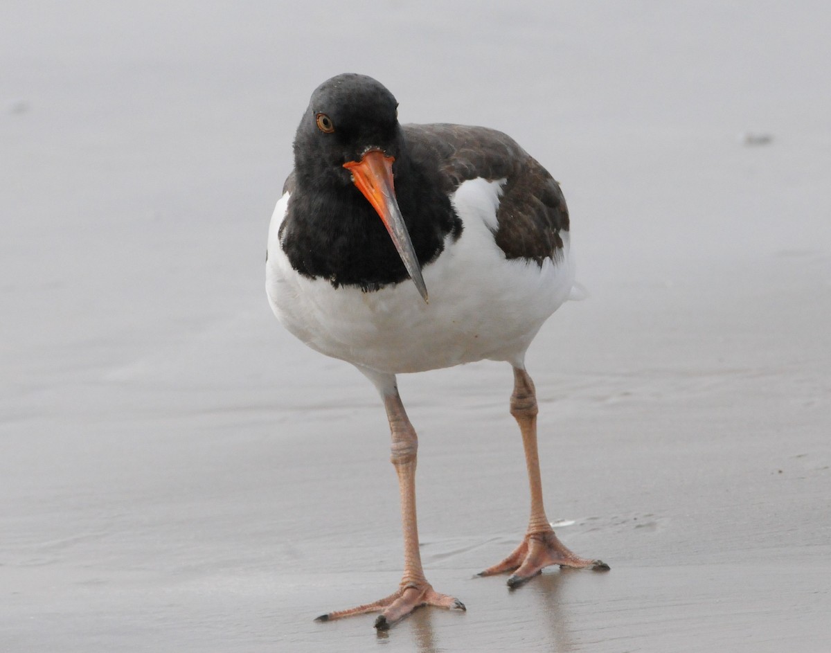 American Oystercatcher - ML181149901