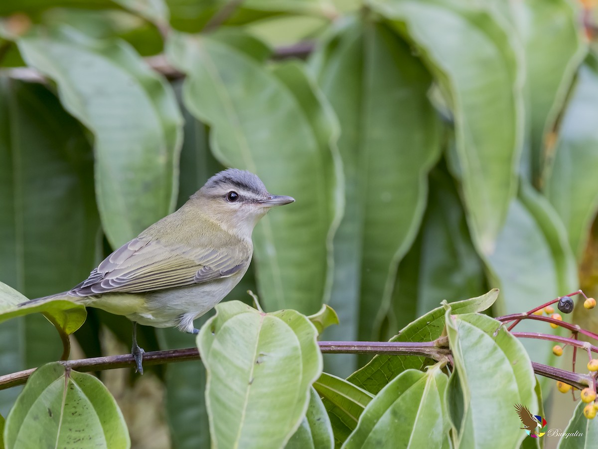 Red-eyed Vireo - Fernando Burgalin Sequeria