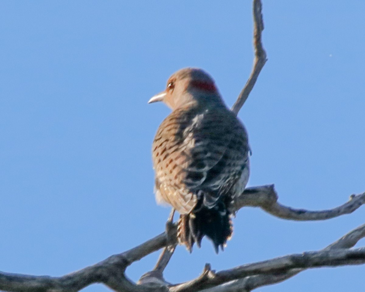 Northern Flicker - ML181151011