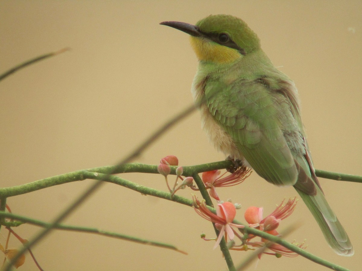 Abejaruco Esmeralda Oriental - ML181153291