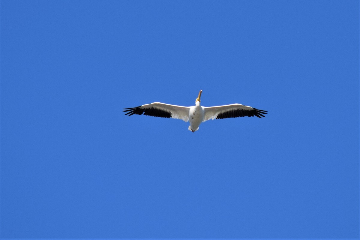 American White Pelican - ML181153821