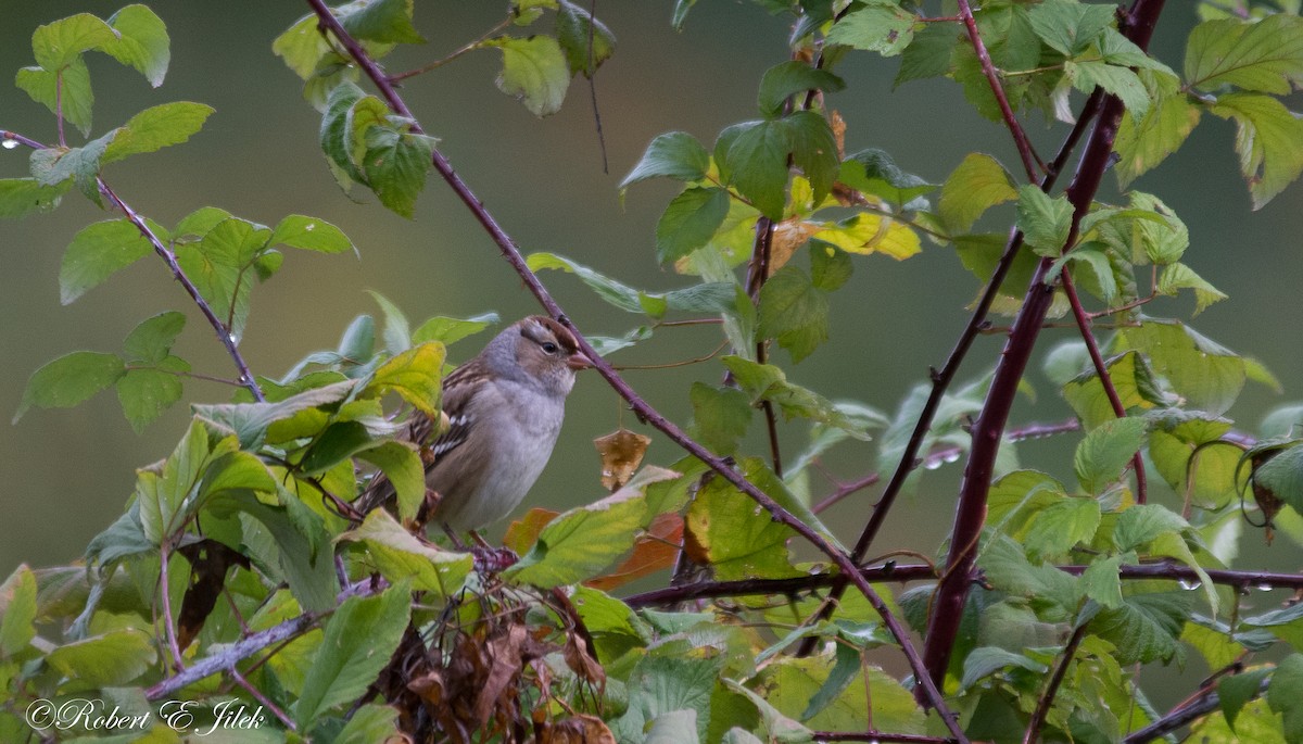 White-crowned Sparrow - ML181154631