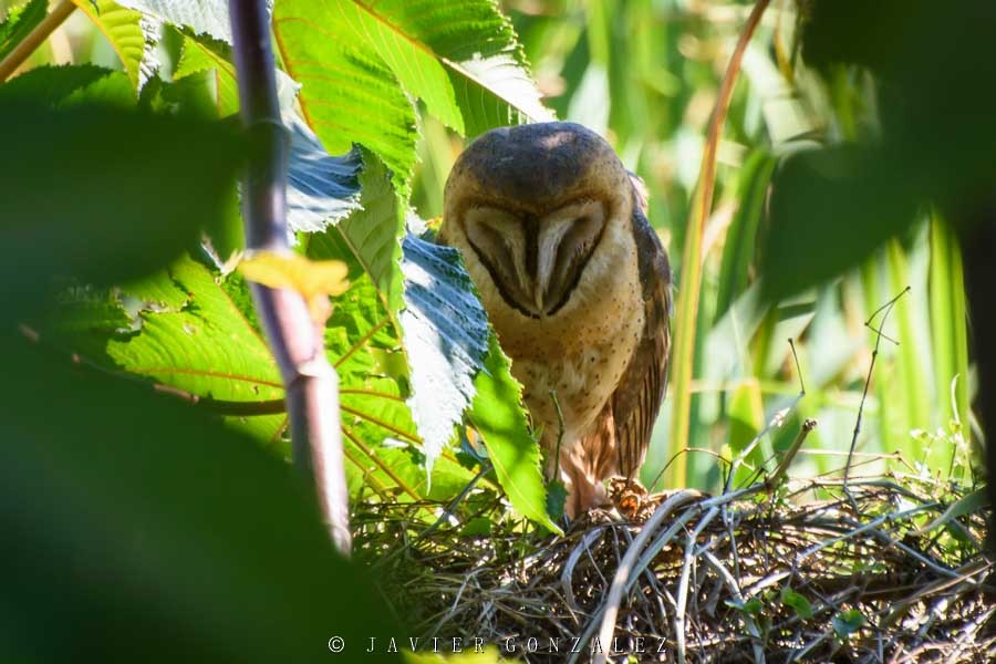 Barn Owl - ML181155141