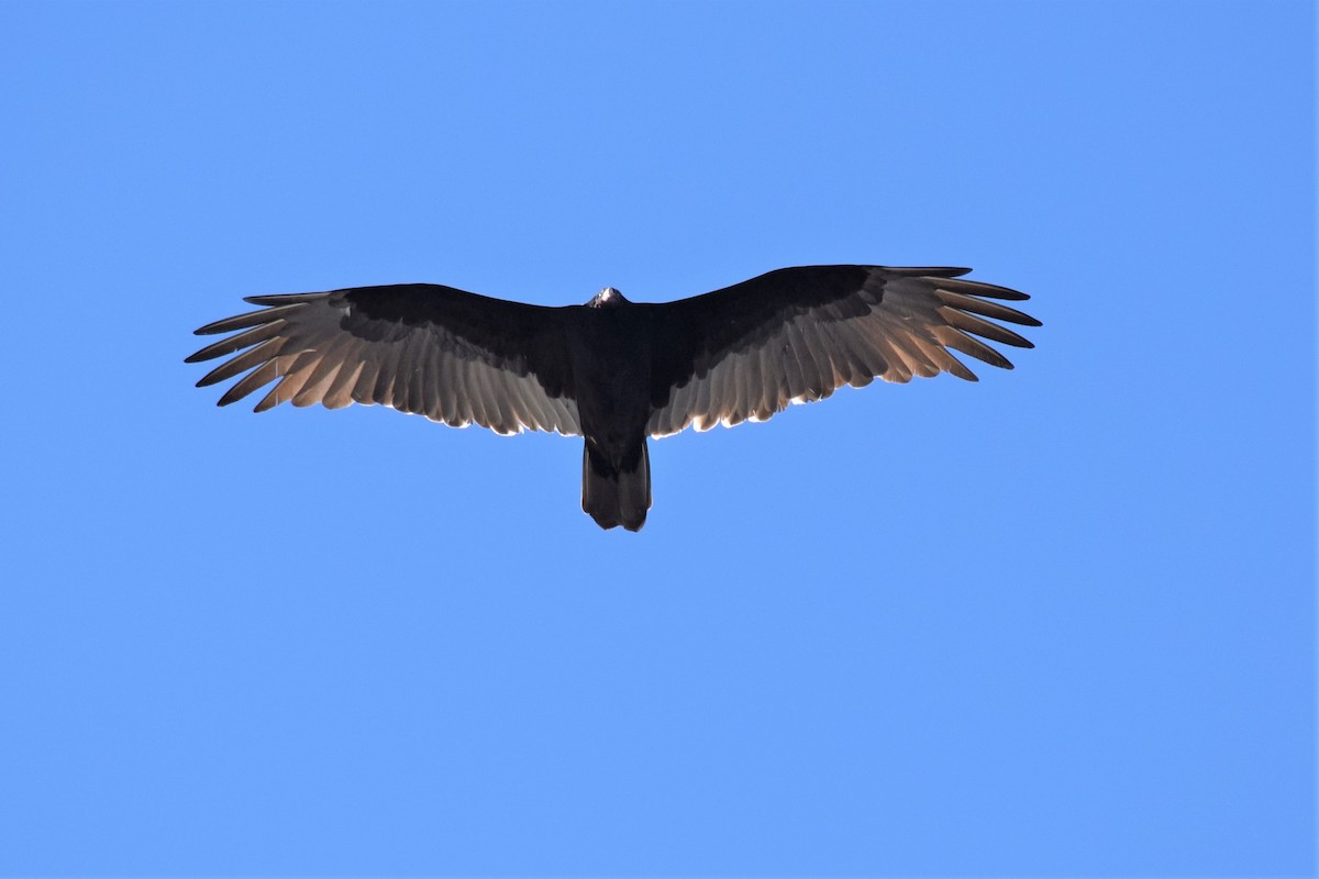 Turkey Vulture - ML181156041