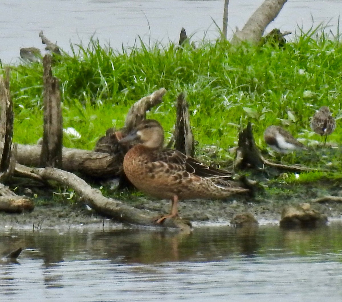 Blue-winged Teal - ML181156561