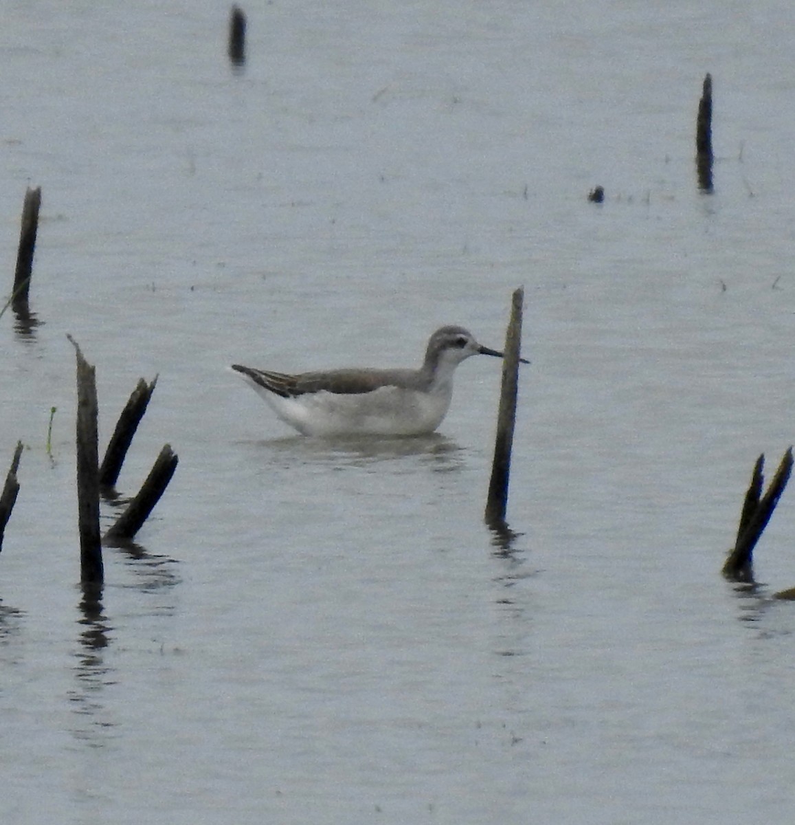 Wilson's Phalarope - ML181158601