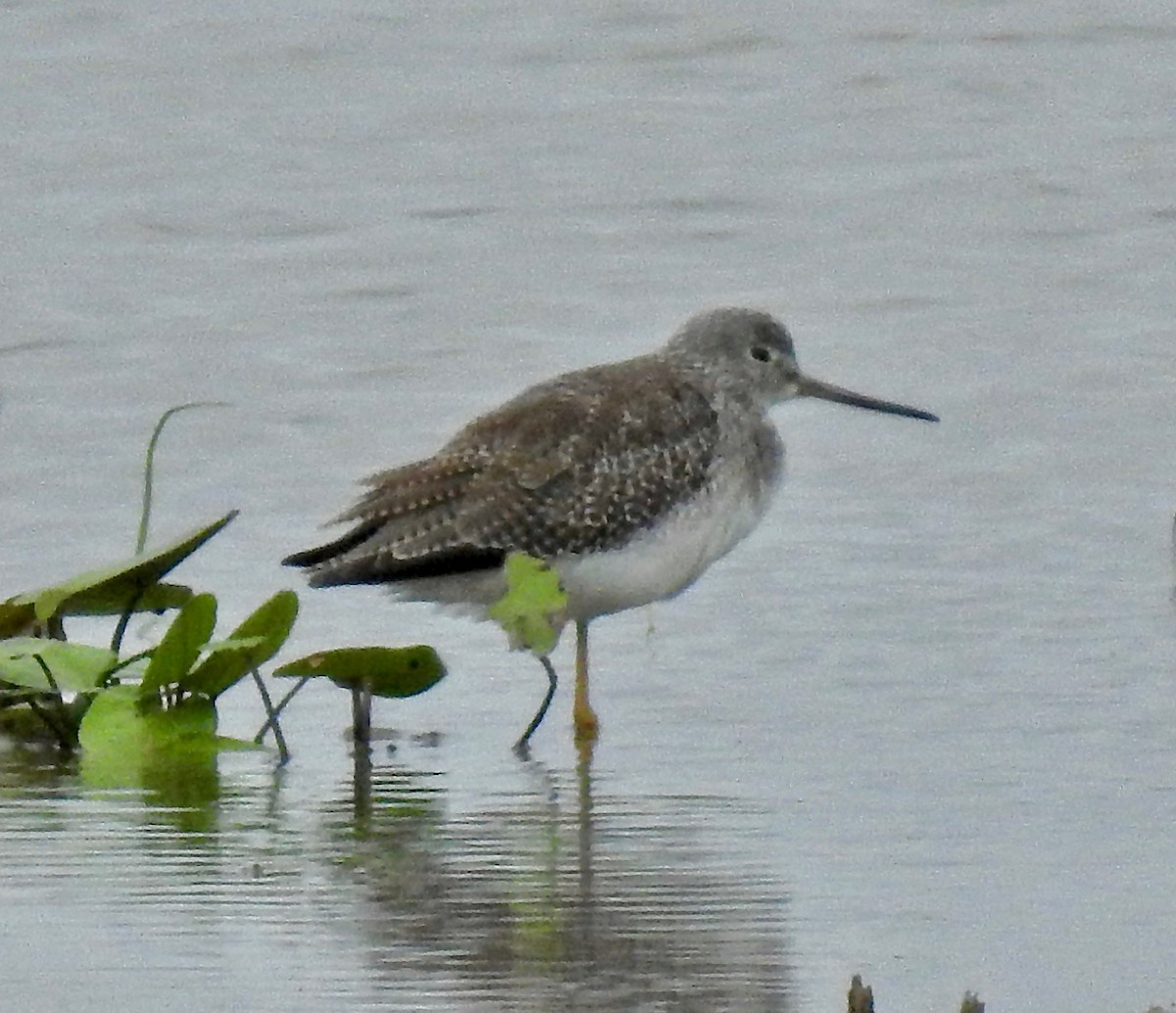 Greater Yellowlegs - ML181158651