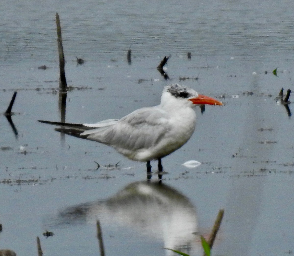 Caspian Tern - ML181158751