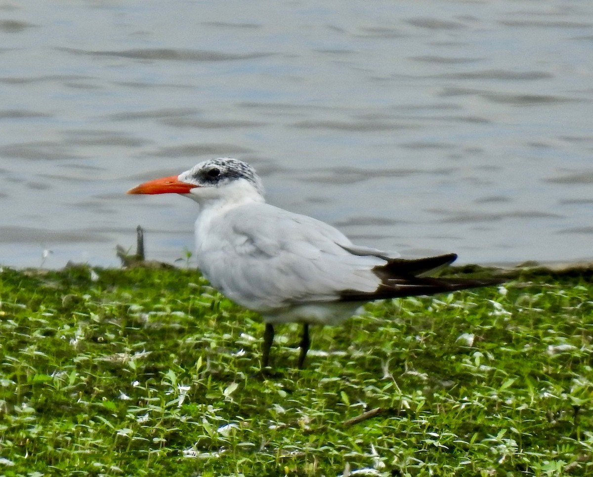 Caspian Tern - ML181158801