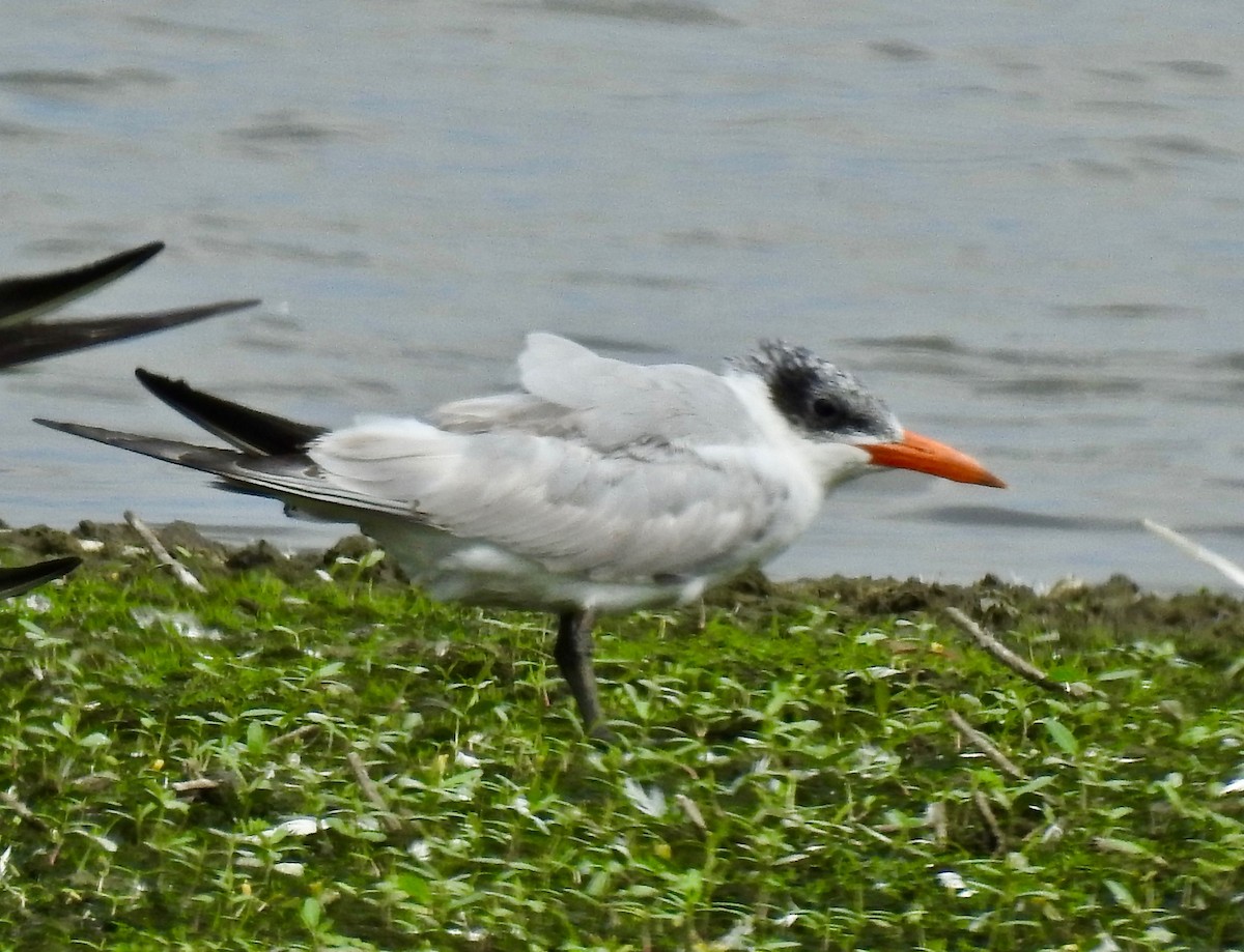 Caspian Tern - ML181158821