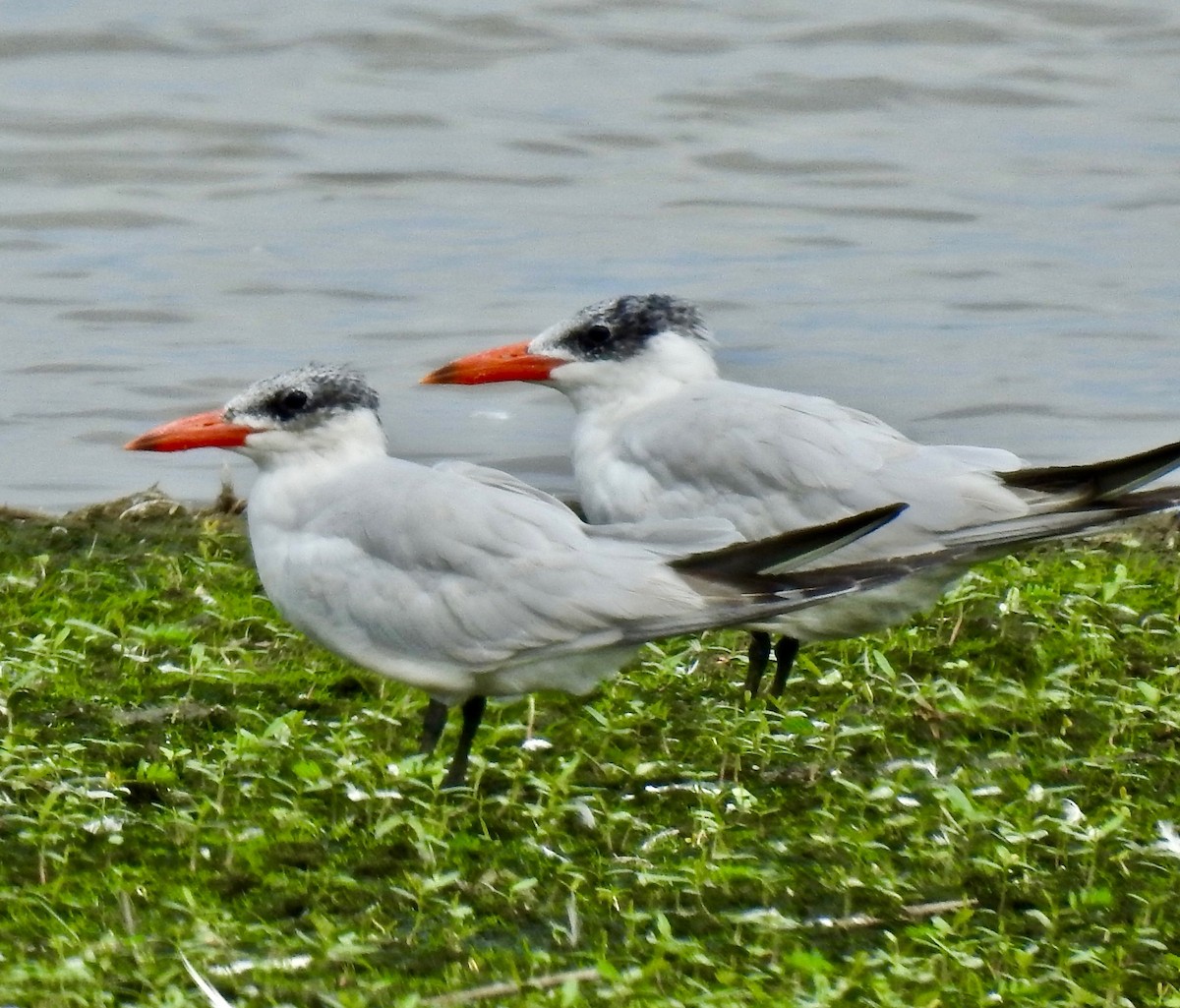 Caspian Tern - ML181158831