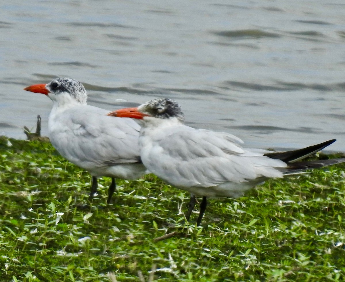 Caspian Tern - ML181158871