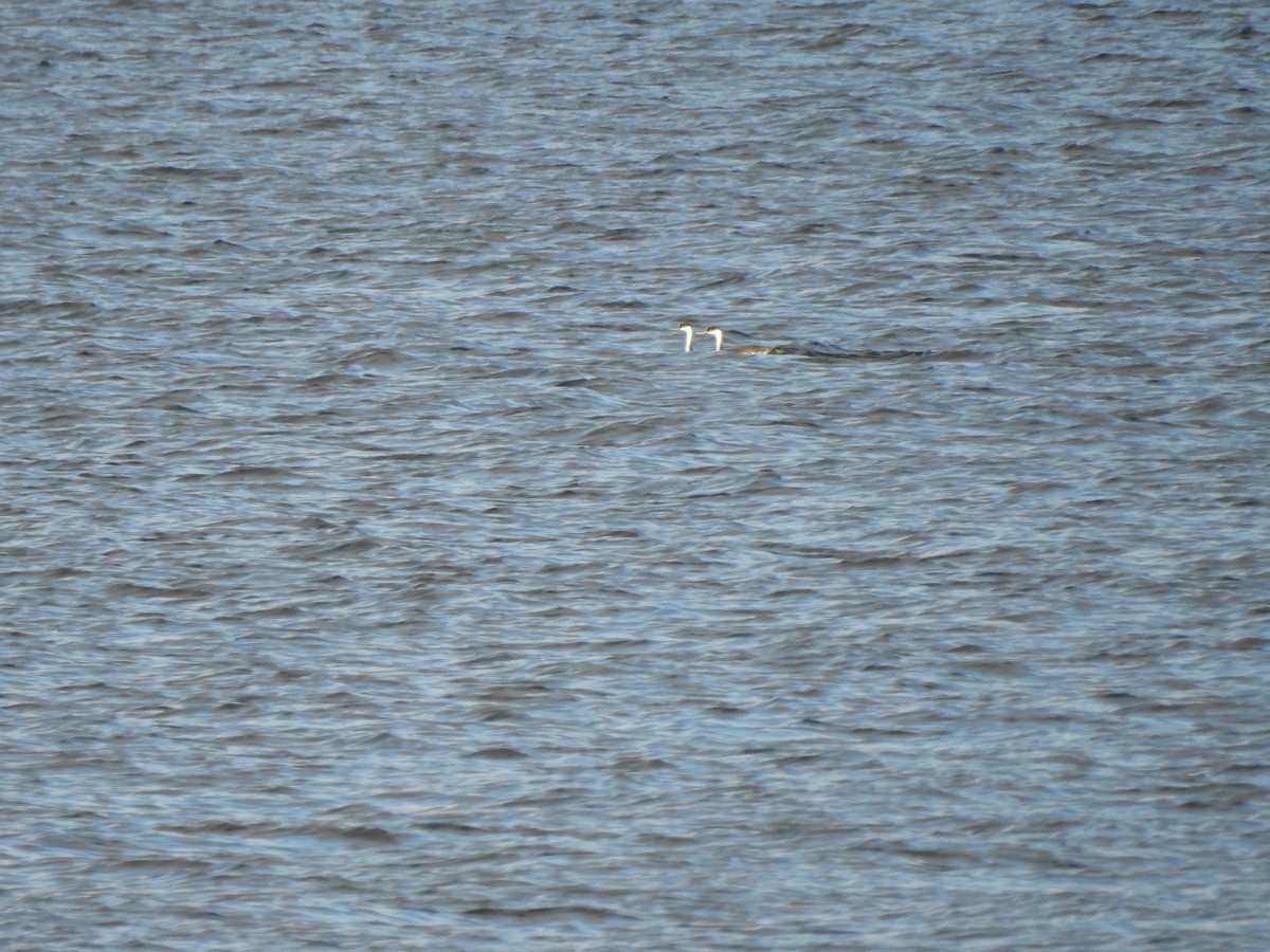 Western Grebe - ML181159041