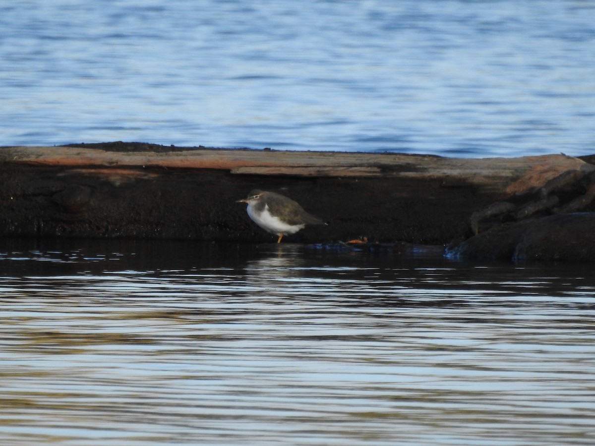 Spotted Sandpiper - ML181159091