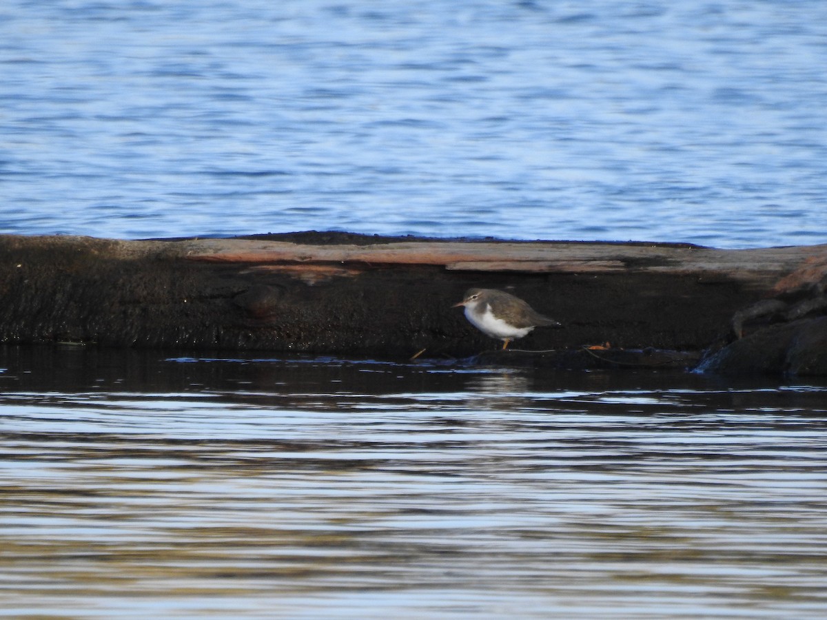 Spotted Sandpiper - ML181159101