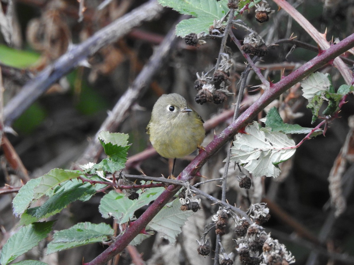 Ruby-crowned Kinglet - ML181159401