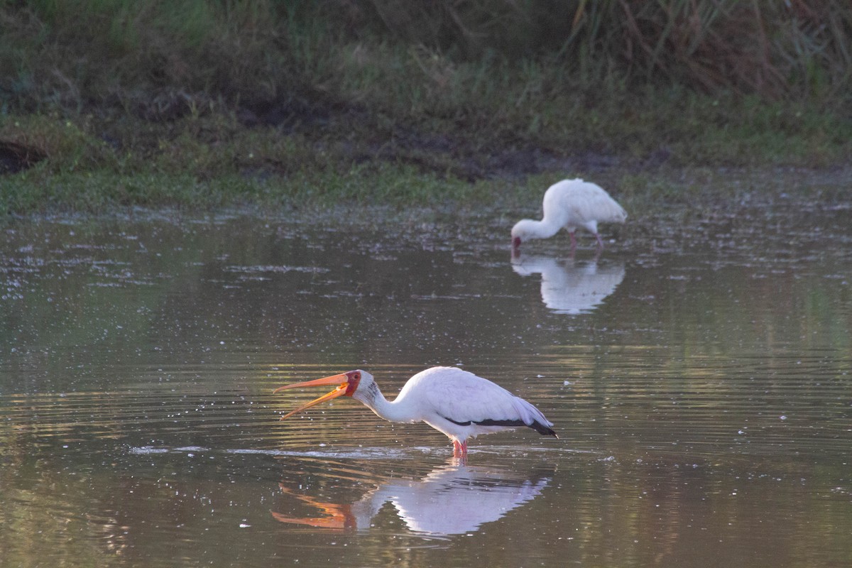 Yellow-billed Stork - ML181162521