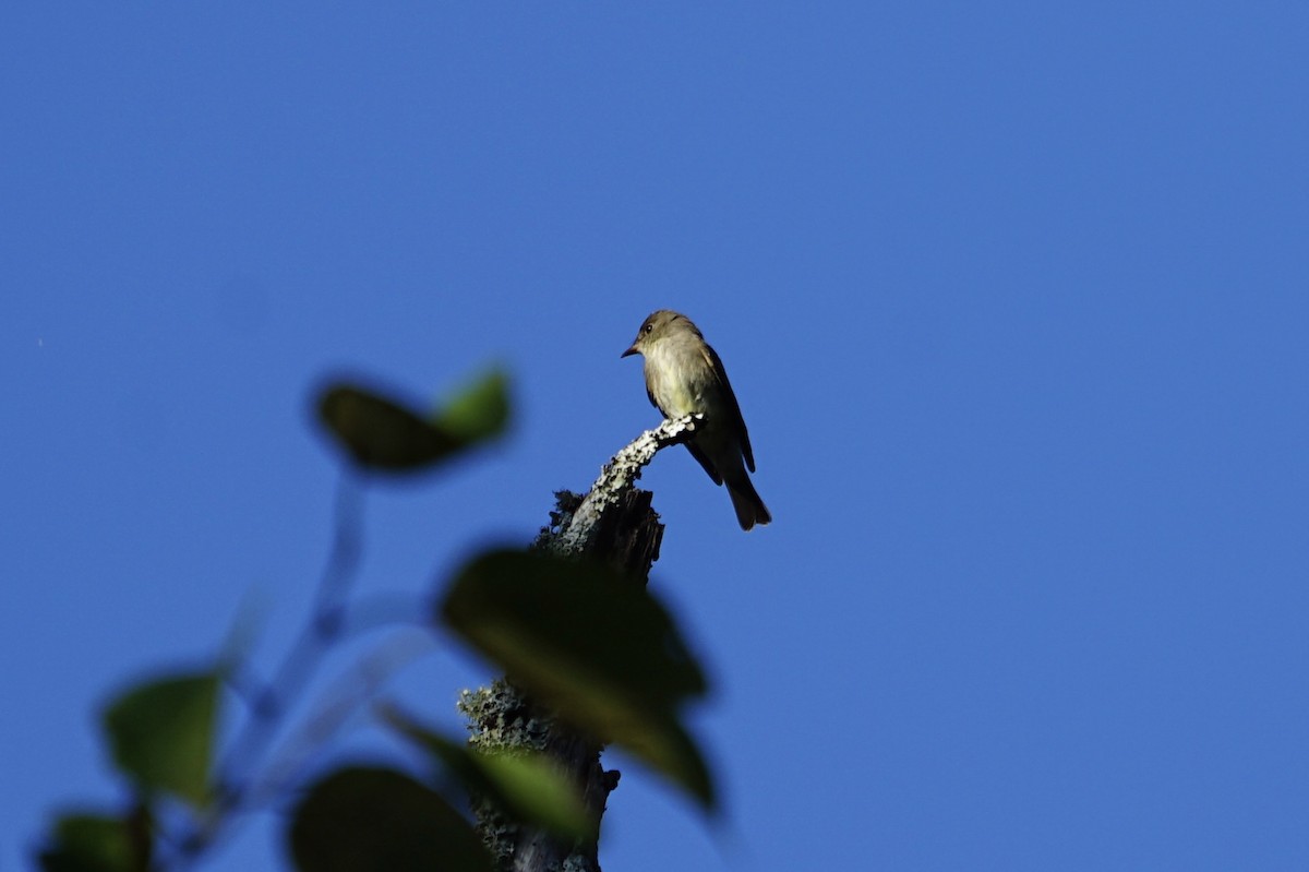 Eastern Wood-Pewee - ML181165191