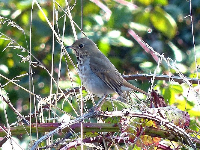 Hermit Thrush - ML181165321